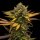 Royal Queen Seeds Sweet ZZ - 3 feminisierte Samen