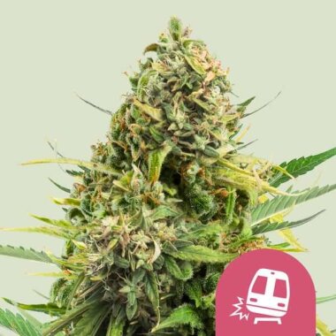 Royal Queen Seeds Trainwreck - 3 feminisierte Samen