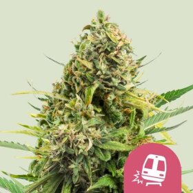 Royal Queen Seeds Trainwreck - 3 feminized seeds