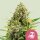 Royal Queen Seeds Trainwreck - 3 feminisierte Samen