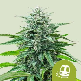 Royal Queen Seeds Trainwreck AUTO - 3 autoflowering Samen