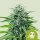 Royal Queen Seeds Trainwreck AUTO - 3 automatisierte Samen