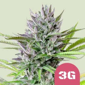 Royal Queen Seeds Triple G - 3 feminized seeds