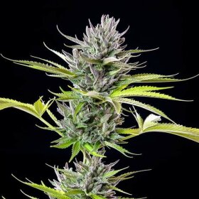 Royal Queen Seeds Triple G - 3 feminisierte Samen