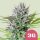 Royal Queen Seeds Triple G - 3 feminisierte Samen