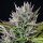 Royal Queen Seeds Triple G - 3 feminisierte Samen