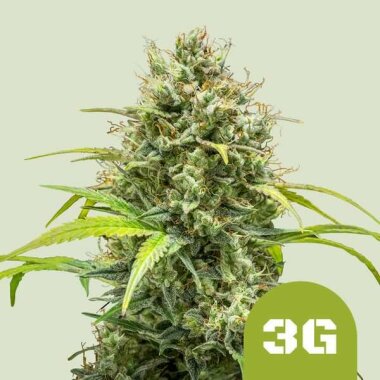 Royal Queen Seeds Triple G AUTO - 3 automatisierte Samen