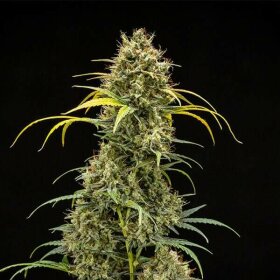 Royal Queen Seeds Triple G AUTO - 3 autoflowering Samen