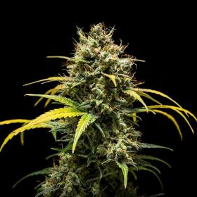 Royal Queen Seeds Triple G AUTO - 3 autoflowering Samen