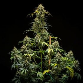 Royal Queen Seeds Triple G AUTO - 3 automatisierte Samen