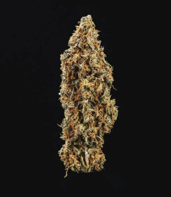 Royal Queen Seeds Triple G AUTO - 3 automatisierte Samen