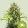 Royal Queen Seeds Triple G AUTO - 3 autoflowering Samen