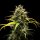 Royal Queen Seeds Triple G AUTO - 3 autoflowering Samen