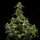 Royal Queen Seeds Triple G AUTO - 3 autoflowering Samen