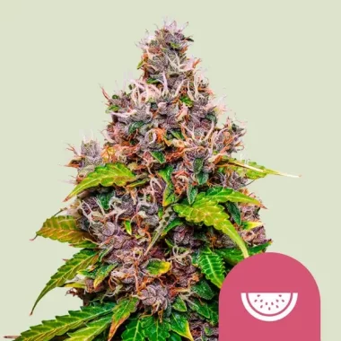 Royal Queen Seeds Watermelon - 3 feminisierte Samen