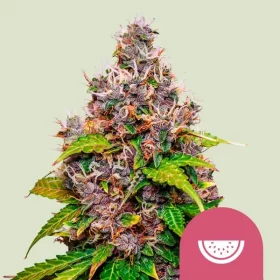 Royal Queen Seeds Watermelon - 3 feminisierte Samen