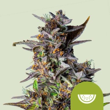 Royal Queen Seeds Watermelon AUTO - 3 autoflowering Samen