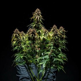 Royal Queen Seeds Watermelon AUTO - 3 autoflowering Samen