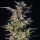 Royal Queen Seeds Watermelon AUTO - 3 autoflowering Samen