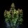 Royal Queen Seeds Watermelon AUTO - 3 automatisierte Samen