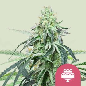 Royal Queen Seeds Wedding Gelato - 3 feminized seeds