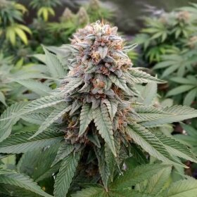 Royal Queen Seeds Wedding Gelato - 3 feminisierte Samen