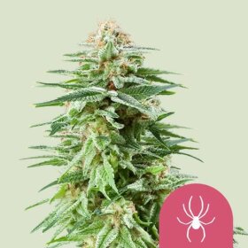 Royal Queen Seeds White Widow - 3 feminisierte Samen