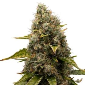 Royal Queen Seeds White Widow - 3 feminized seeds