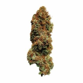 Royal Queen Seeds White Widow - 3 feminized seeds