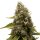 Royal Queen Seeds White Widow - 3 feminized seeds