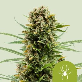 Royal Queen Seeds White Widow AUTO - 3 automated seeds