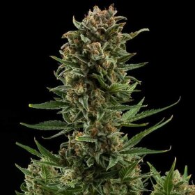 Royal Queen Seeds White Widow AUTO - 3 autoflowering Samen