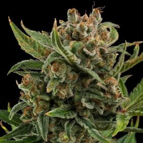 Royal Queen Seeds White Widow AUTO - 3 autoflowering Samen