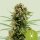 Royal Queen Seeds White Widow AUTO - 3 autoflowering Samen