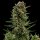 Royal Queen Seeds White Widow AUTO - 3 autoflowering Samen