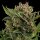 Royal Queen Seeds White Widow AUTO - 3 autoflowering Samen