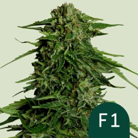 Royal Queen Seeds Epsilon F1 AUTO - 3 automated seeds