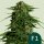 Royal Queen Seeds Epsilon F1 AUTO - 3 automatisierte Samen