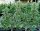 Royal Queen Seeds Epsilon F1 AUTO - 3 automatisierte Samen