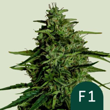 Royal Queen Seeds Milky Way F1 AUTO - 3 automatisierte Samen