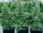 Royal Queen Seeds Milky Way F1 AUTO - 3 automatisierte Samen