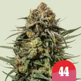 Royal Queen Seeds Gelato 44 Tyson 2.0 - 3 feminisierte Samen