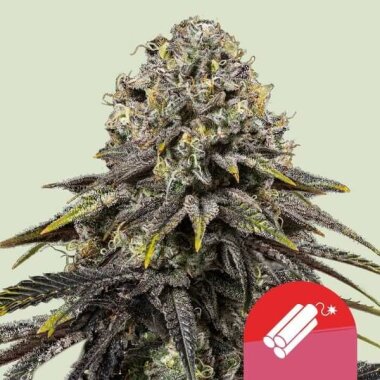 Royal Queen Seeds Dynamite Diesel Tyson 2.0 - 3...