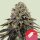 Royal Queen Seeds Dynamite Diesel Tyson 2.0 - 3 feminisierte Samen