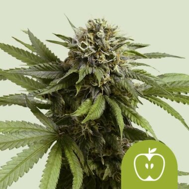 Royal Queen Seeds Apple Fritter AUTO - 3 automatisierte...