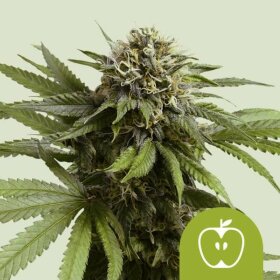 Royal Queen Seeds Apple Fritter AUTO - 3 automated seeds