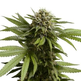 Royal Queen Seeds Apple Fritter AUTO - 3 automatisierte Samen