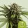 Royal Queen Seeds Apple Fritter AUTO - 3 autoflowering Samen