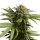 Royal Queen Seeds Apple Fritter AUTO - 3 autoflowering Samen