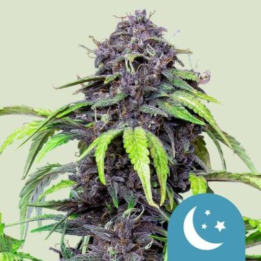 Royal Queen Seeds Purplematic CBD - 3 feminisierte Samen